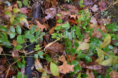 Lathyrus ochroleucus