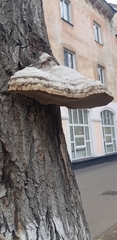 Fomes fomentarius