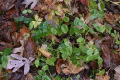 Lathyrus ochroleucus