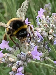 Bombus
