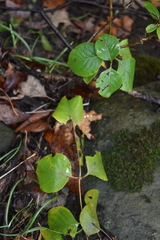 Lonicera reticulata