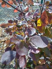 Cotinus
