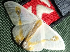 Macrocilix mysticata