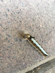 Acronicta psi