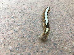Acronicta psi