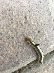 Acronicta psi