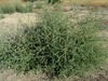 Bassia indica - Photo (c) יאיר אור, some rights reserved (CC BY-NC-SA), uploaded by יאיר אור