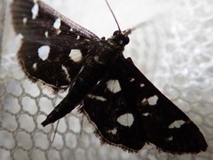 Bocchoris inspersalis