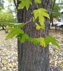 Acer saccharinum