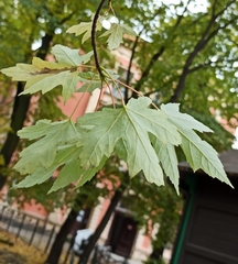 Acer saccharinum