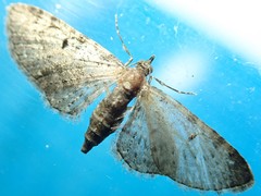 Eupithecia tripunctaria