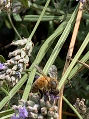 Apis mellifera