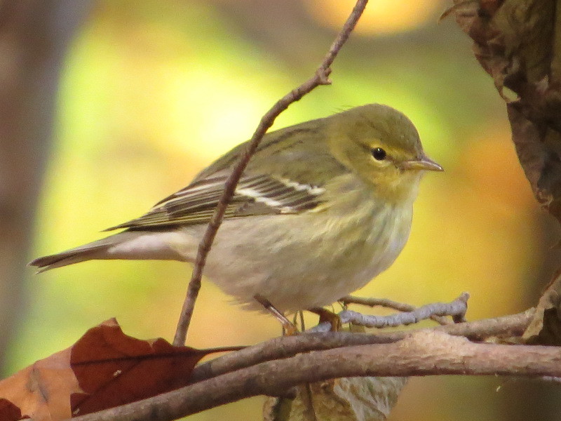 Blackpoll Warbler (Setophaga striata)