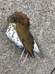 Hylocichla mustelina