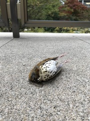 Hylocichla mustelina