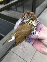 Hylocichla mustelina