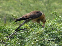 Daptrius chimachima