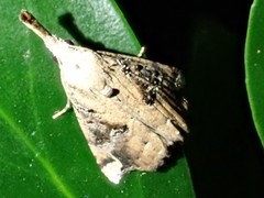 Hypena pulverulenta