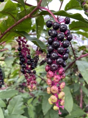 Phytolacca americana