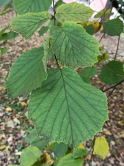 Corylus avellana