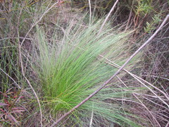 Schoenus gracillimus