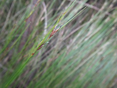 Schoenus gracillimus