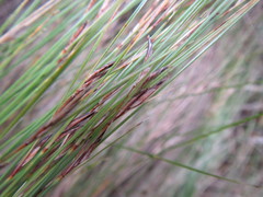 Schoenus gracillimus