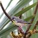 Crithagra citrinipectus - Photo (c) Birding Weto，保留部份權利CC BY-SA