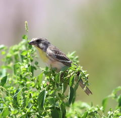 Lemon-Breasted Canary photo 2