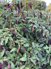 Phytolacca americana