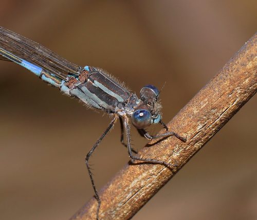 Ringal Insect Wandering Ringtail (Insects of Casey, VIC, AU) · iNaturalist
