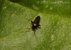 Microtechnites spegazzinii