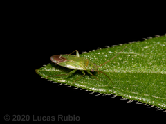 Orthotylus bonaerensis