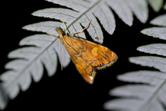 Glaucocharis leucoxantha