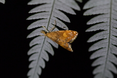 Glaucocharis leucoxantha