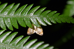 Glaucocharis leucoxantha