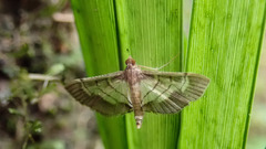 Spilomelini