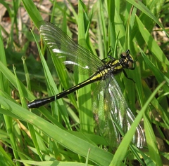 Hylogomphus adelphus