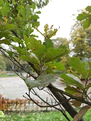 Quercus robur