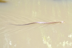 Nerodia rhombifer