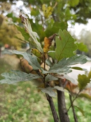 Quercus robur