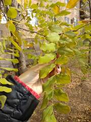 Robinia pseudoacacia