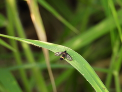 Psichotoe duvaucelii