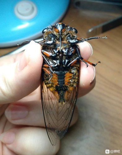 Cryptotympana mandarina