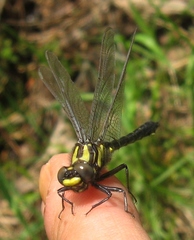 Hylogomphus adelphus