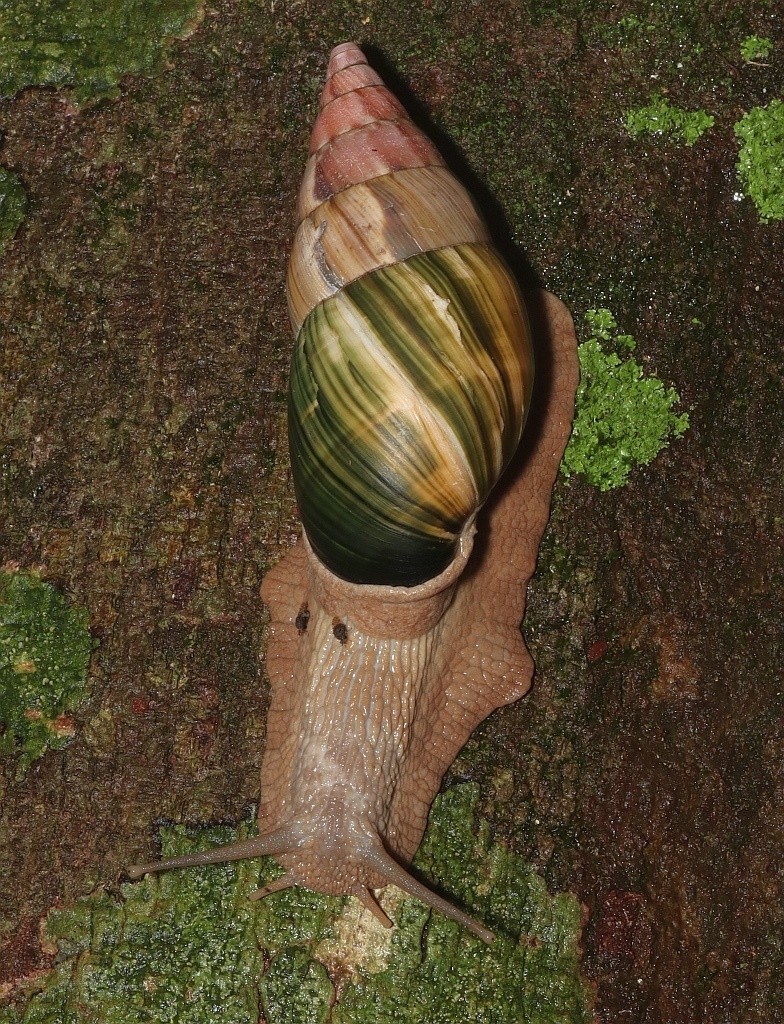 Corona regalis