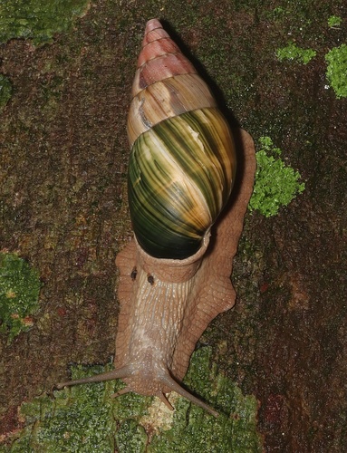 Corona regalis
