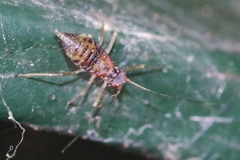 Euceraphis punctipennis