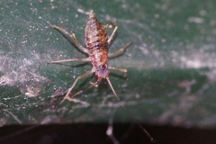 Euceraphis punctipennis