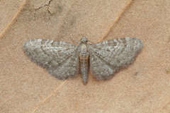 Eupithecia haworthiata
